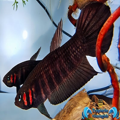 Betta mandor