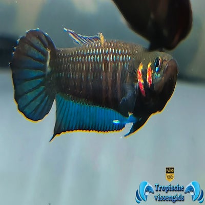 Betta mandor