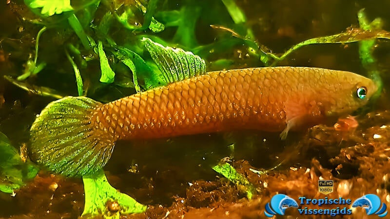 Betta miniopinna