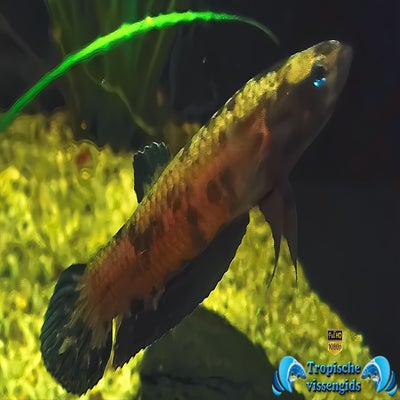 Betta miniopinna