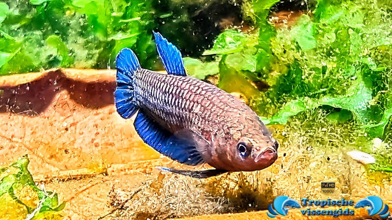 Betta persephone