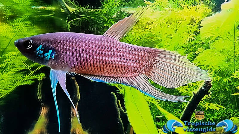 Betta raja