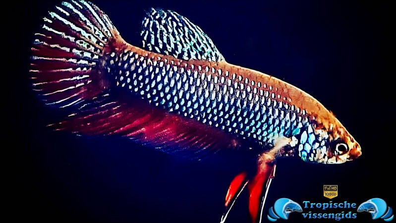 Betta smaragdina mannetje