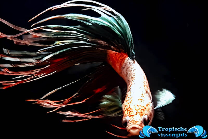 Betta splendens