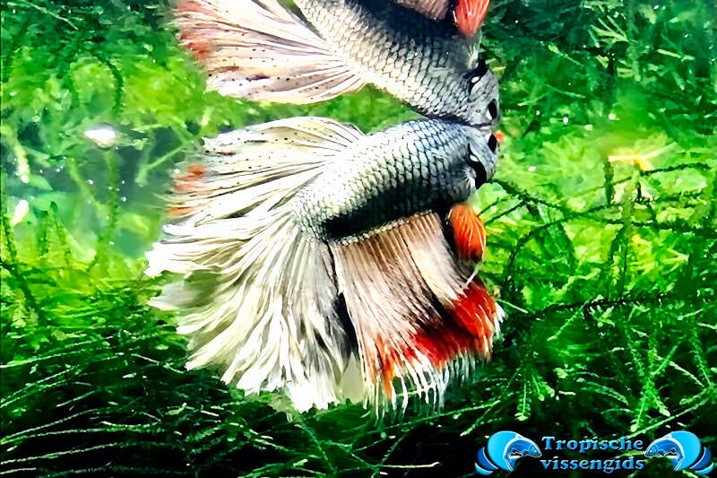 Betta splendens