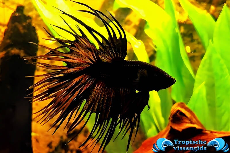 Betta splendens
