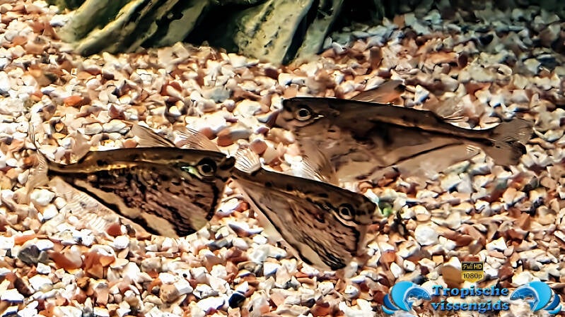 Carnegiella strigata