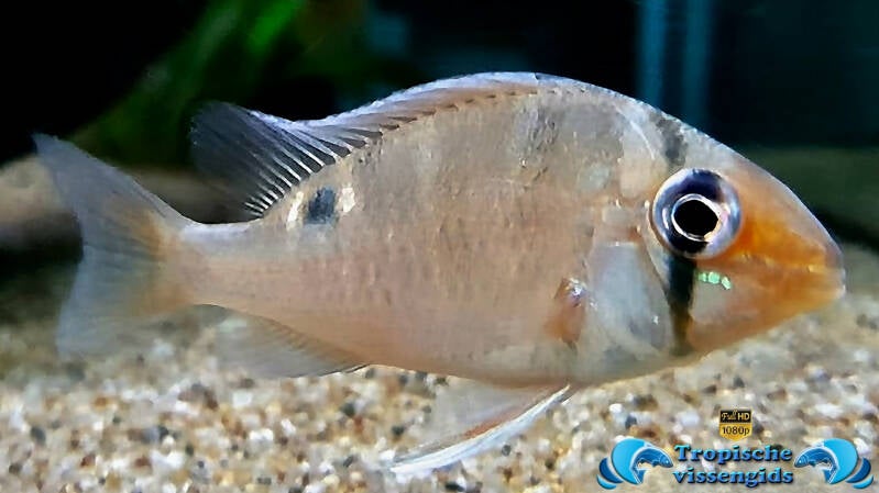 Biotodoma cupido