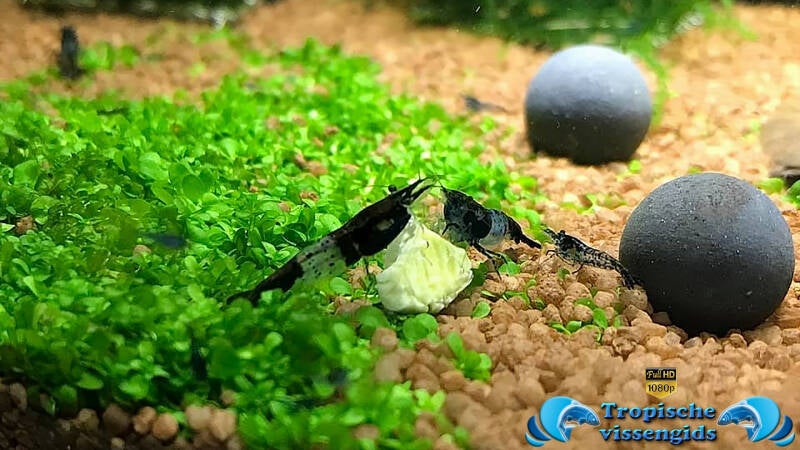 Neocaridina davidi var. Black Carbon Rili