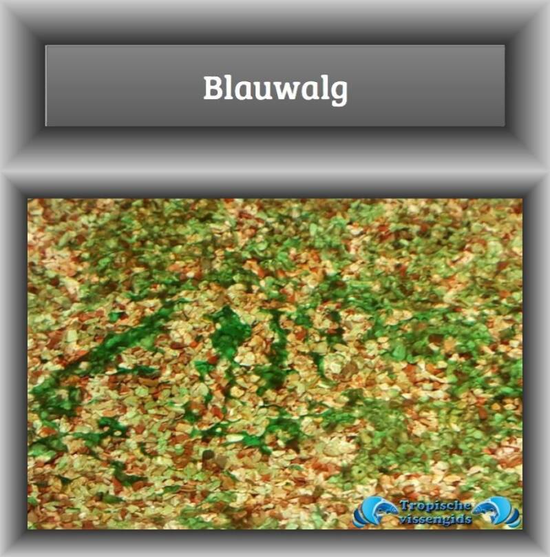 Blauwalg (oorzaak en oplossing) 