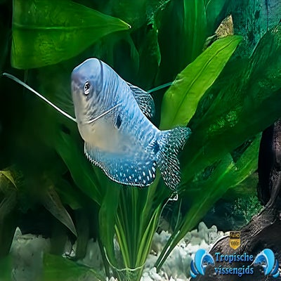Trichopodus trichopterus