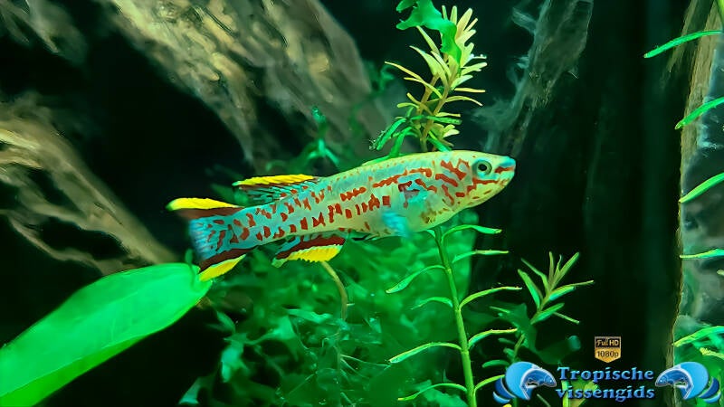 Fundulopanchax gardneri