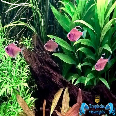 Megalamphodus erythrostigma