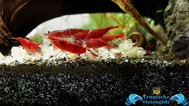 Neocaridina davidi var. Bloody mary
