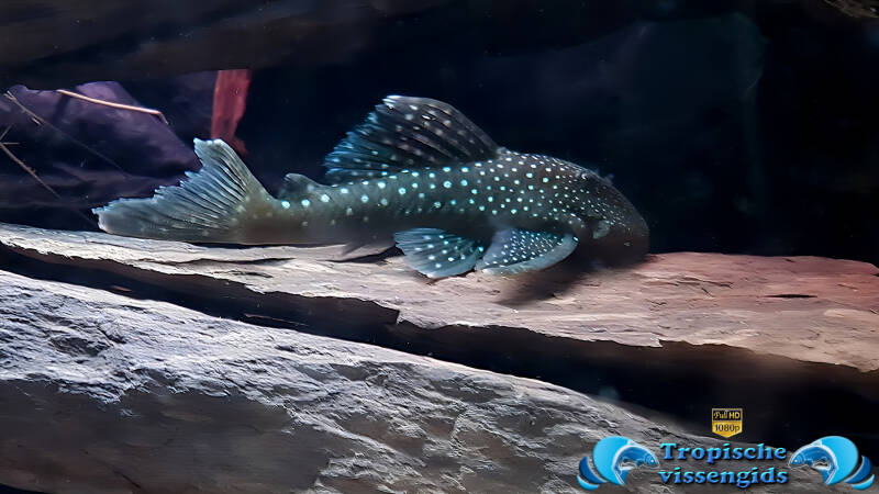 Hemiancistrus Sp. (Blue Phantom) (L128)