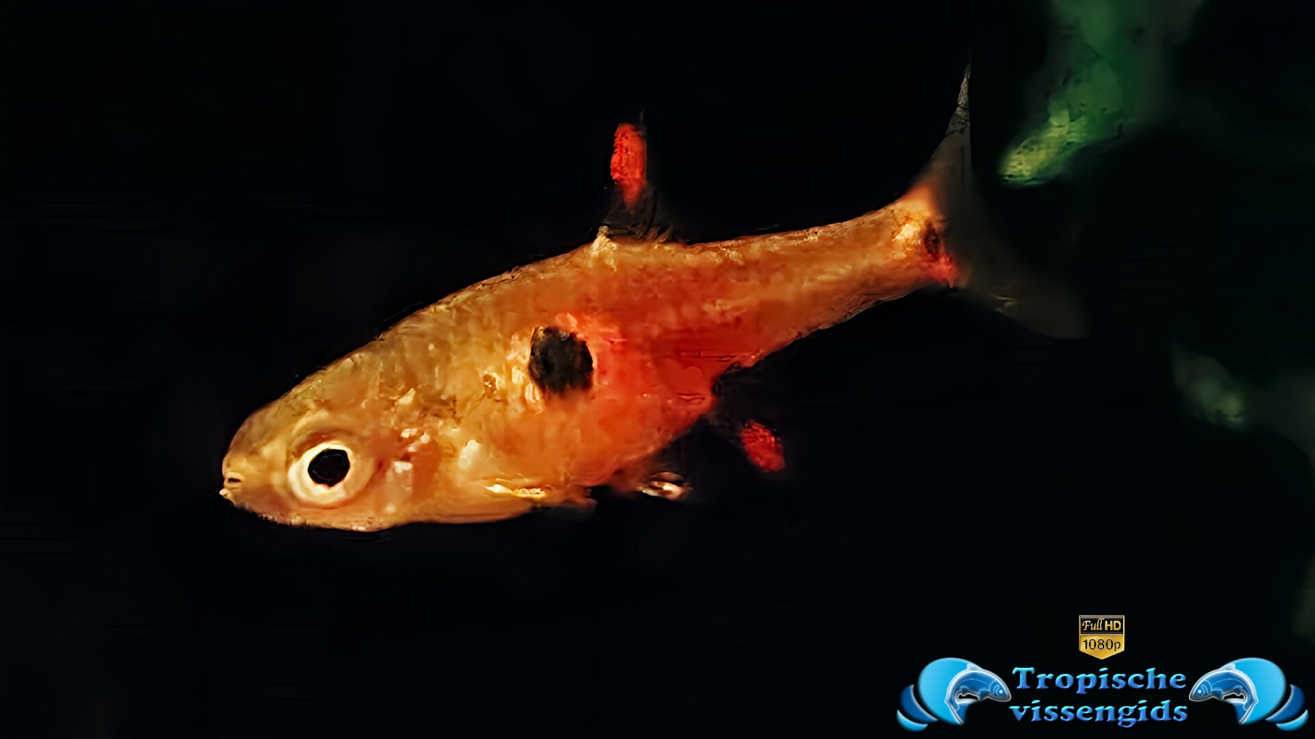 Dwergrasbora naevus