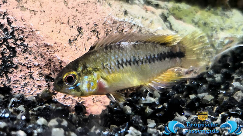 Apistogramma borellii vrouwtje
