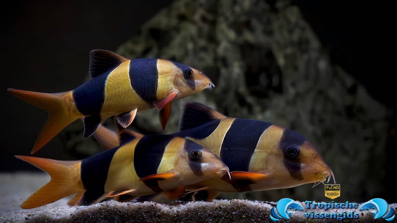 Chromobotia macracantha