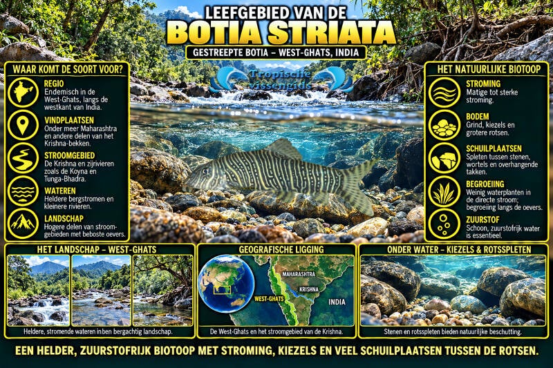 Botia striata