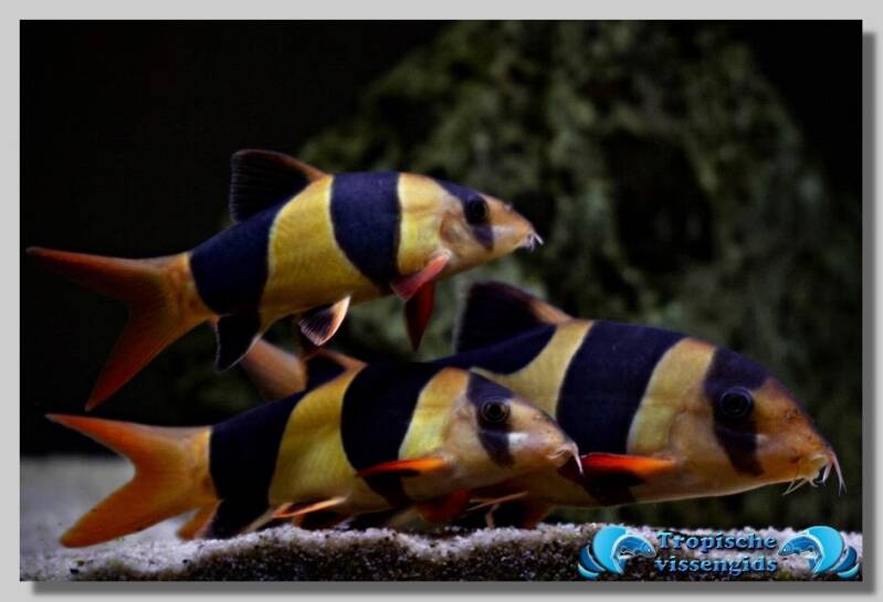 Chromobotia macracanthus