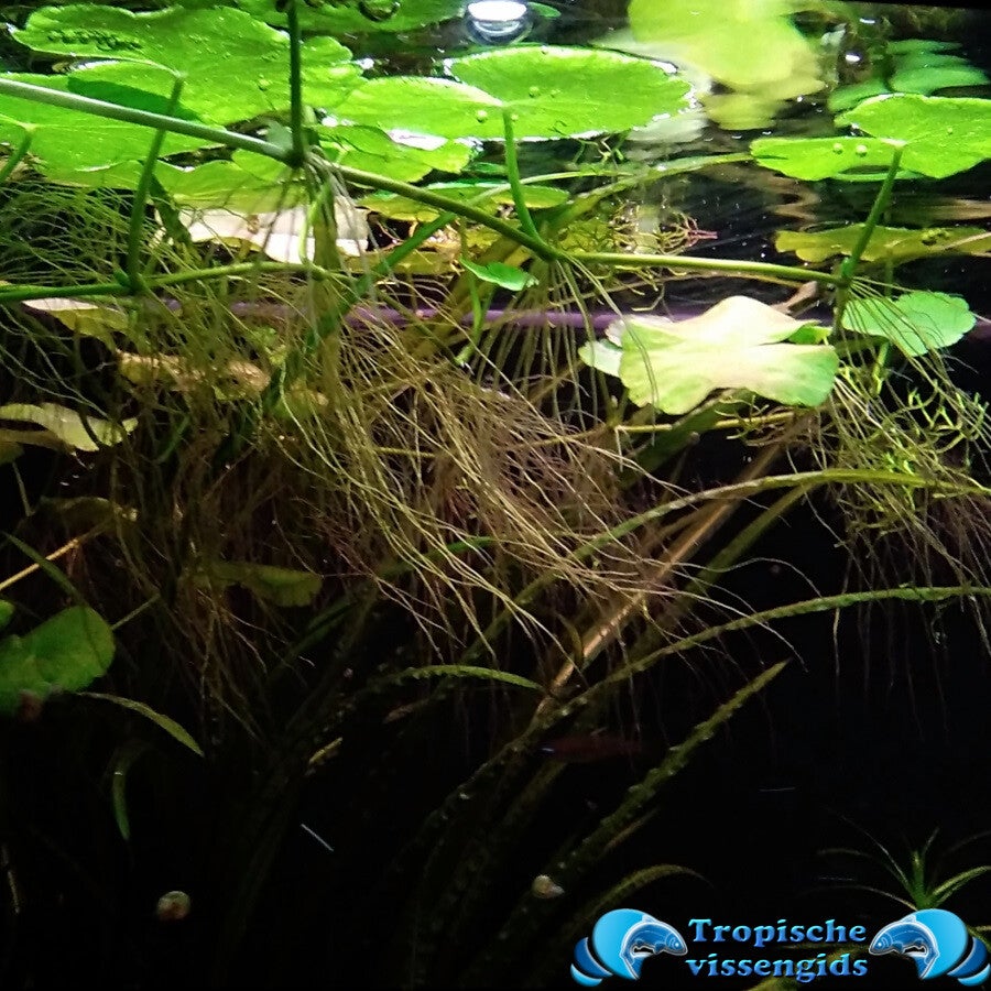 Hydrocotyle leucocephala