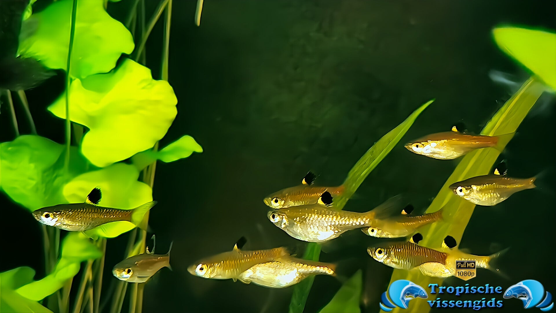 Blauwoog rasbora