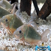 Brochis splendens