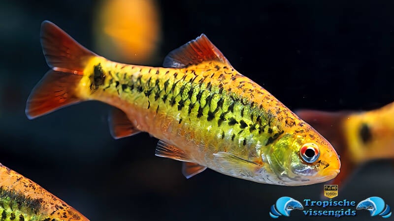 Barbodes semifasciolatus