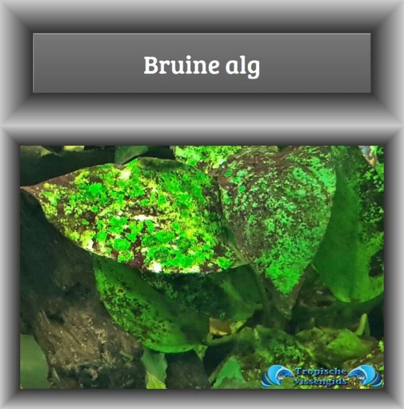 Bruine alg (oorzaak en oplossing) 