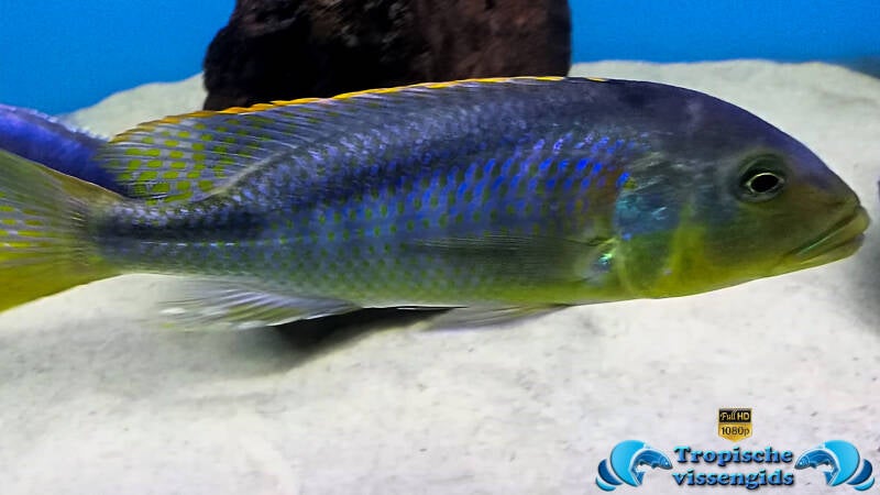 Buccochromis nototaenia