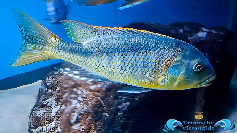 Buccochromis nototaenia