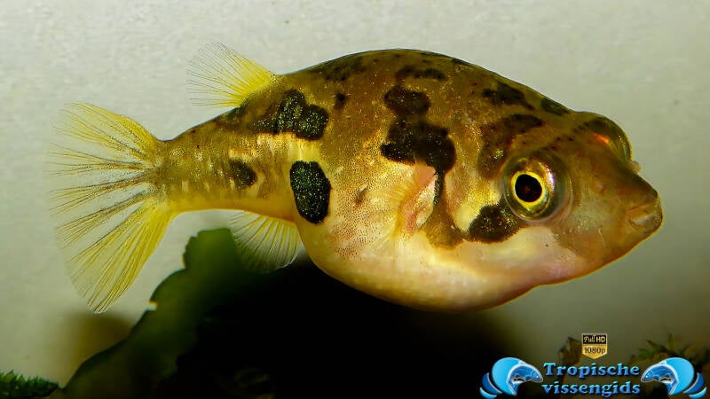 Carinotetraodon travancoricus