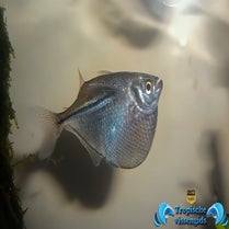 Carnegiella myersi