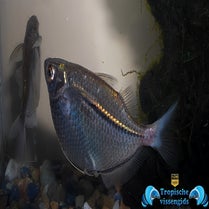 Carnegiella myersi