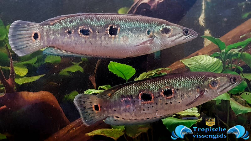 Channa pleurophthalma