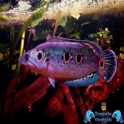 Channa pleurophthalma
