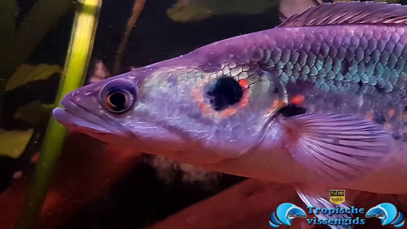 Channa pleurophthalma