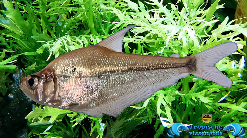 Gebochelde karperzalm