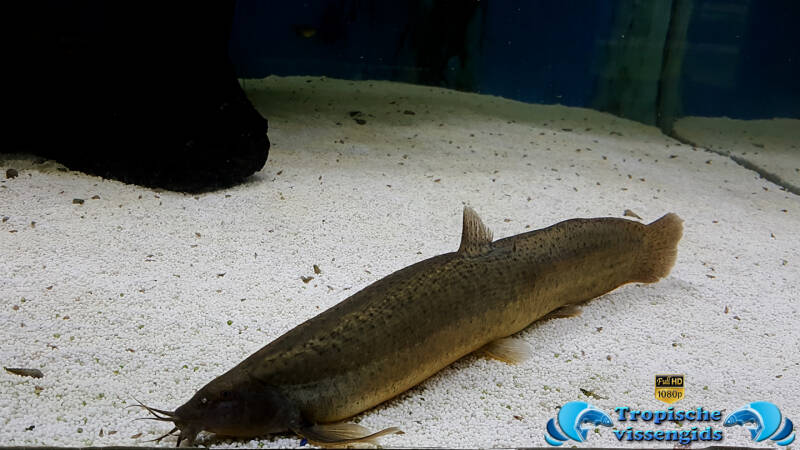 Misgurnus anguillicaudatus