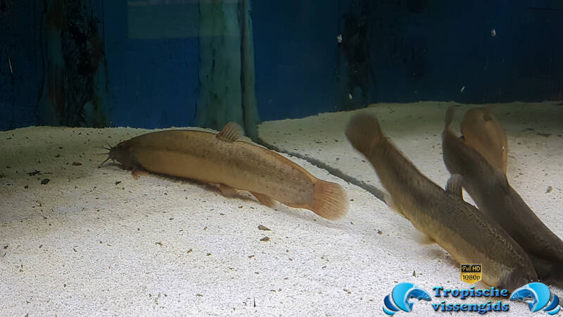 Misgurnus anguillicaudatus