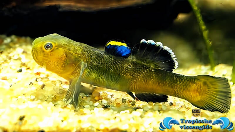 Chlamydogobius eremius