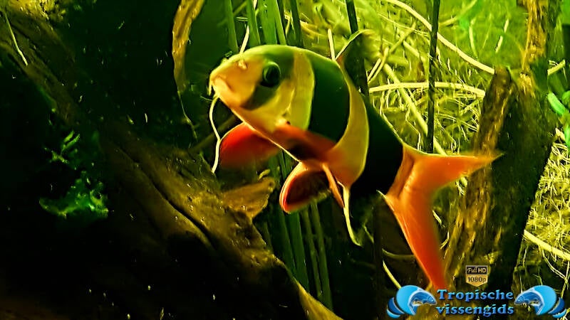 Chromobotia macracantha