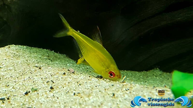 citroentetra2-2-Hyphessobrycon pulchripinnisstandard-e218bl.jpg