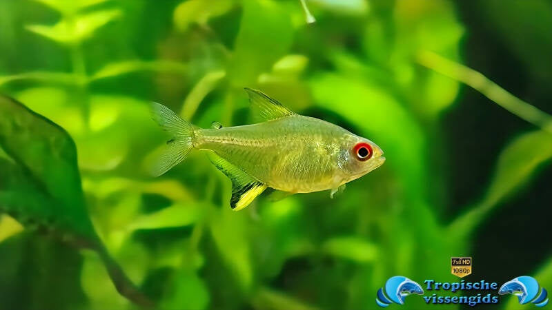 Hyphessobrycon pulchripinnis