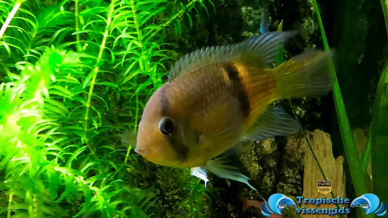 Cleithracara maronii