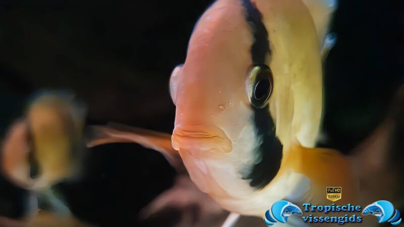 Cleithracara maronii