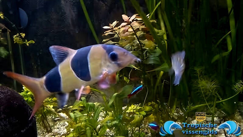 Chromobotia macracantha