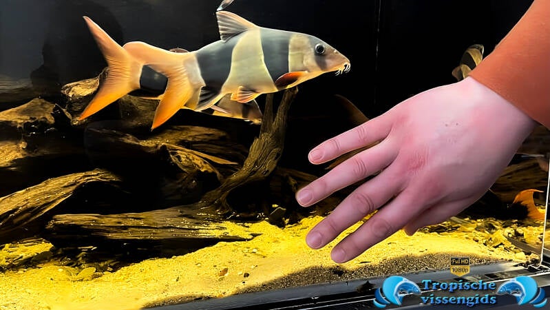 Chromobotia macracantha