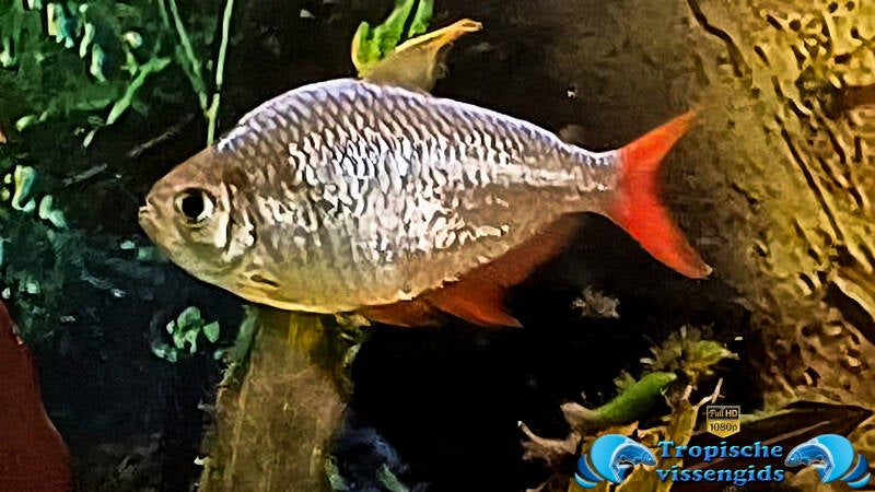 Hyphessobrycon columbianus