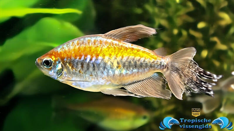 Phenacogrammus interruptus